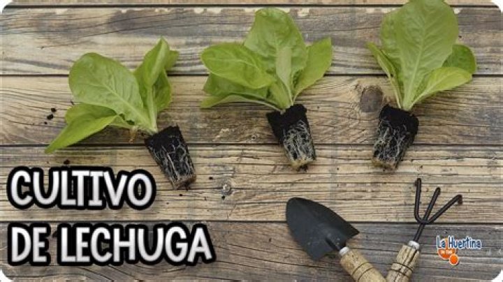 Héctor Lechuga biografía, edad, altura, esposo, net worth, familia